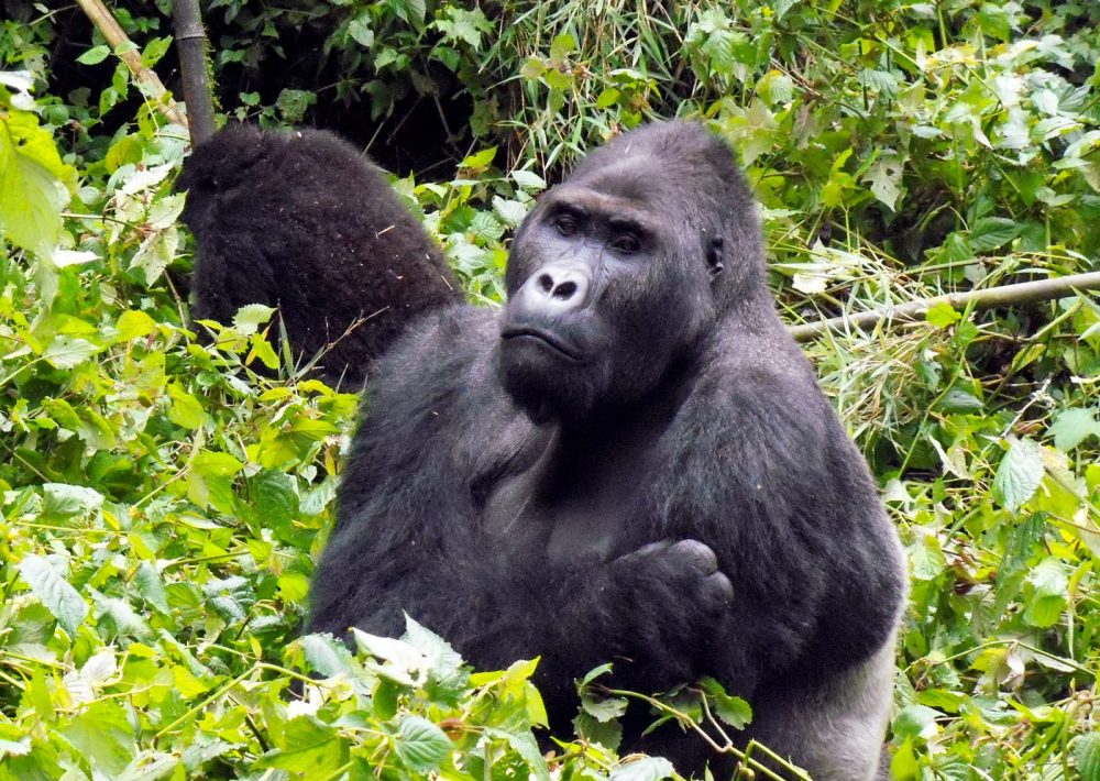 Grauer’s Gorillas sitting in the forest