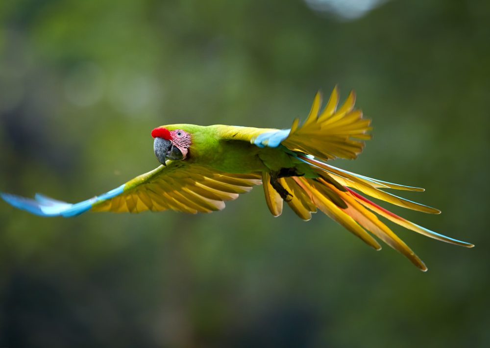 Great Green Macaw photo by Martin Mecnarowski