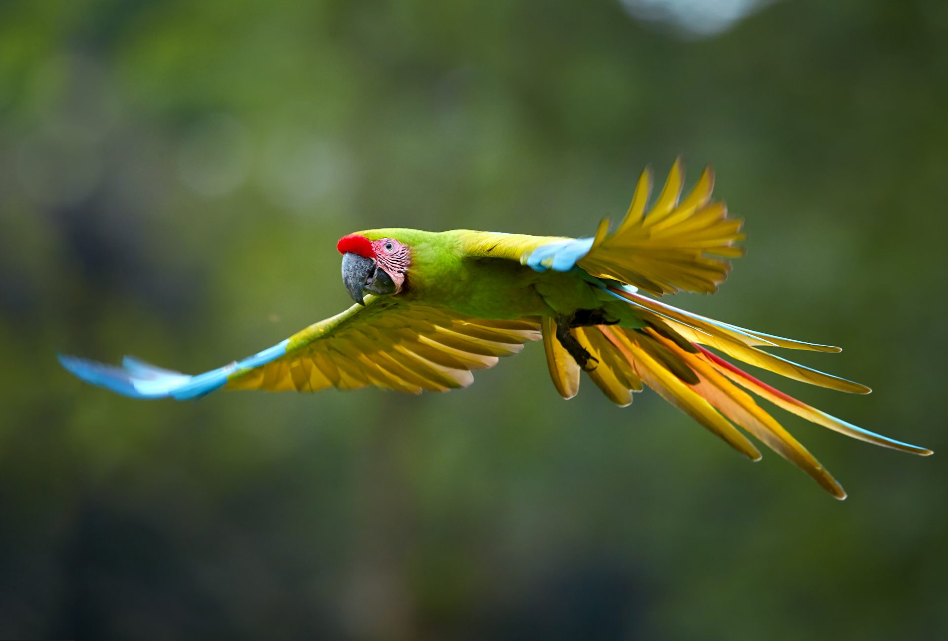 Great Green Macaw photo by Martin Mecnarowski