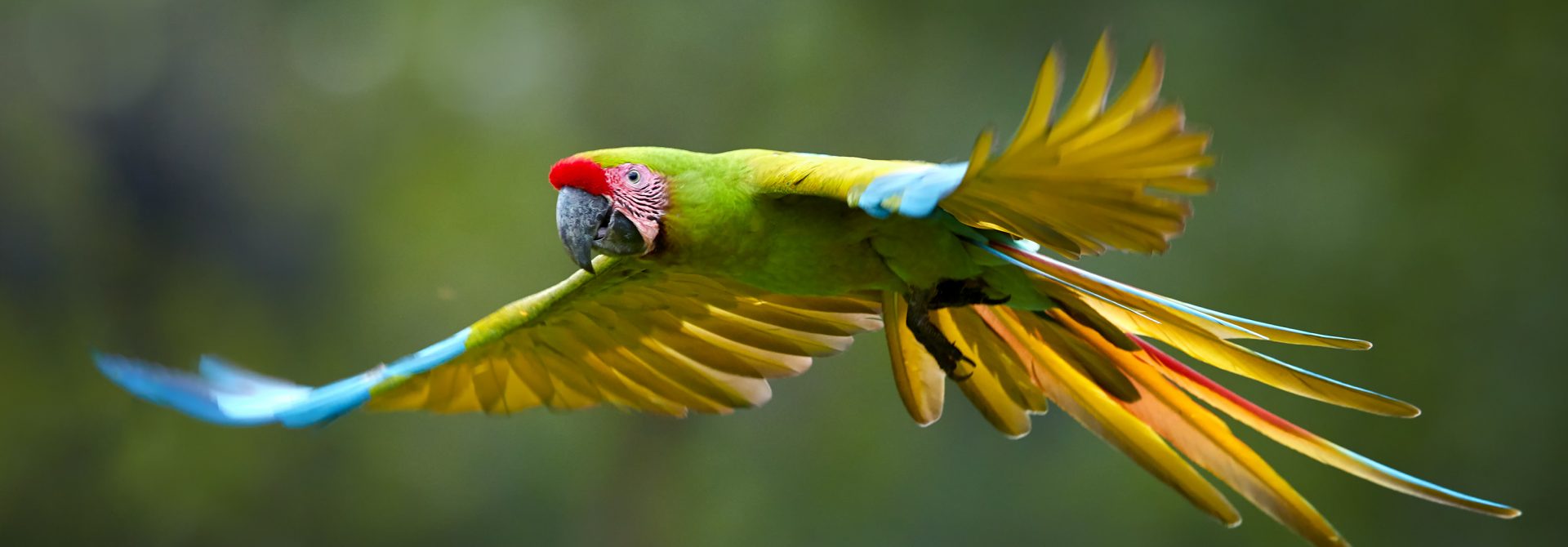 Great Green Macaw photo by Martin Mecnarowski