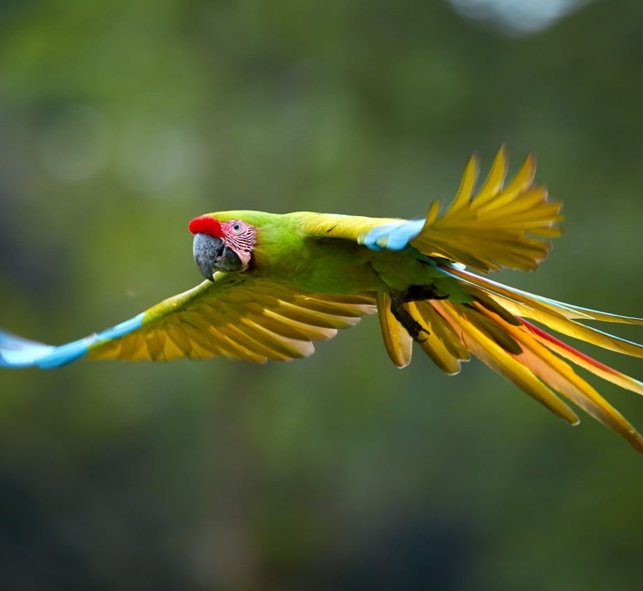 Great Green Macaw photo by Martin Mecnarowski