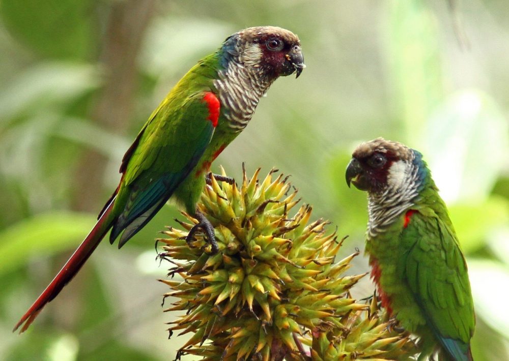 Grey-breasted Parakeets