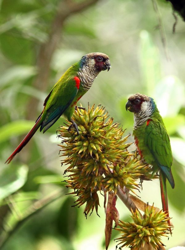 Grey-breasted Parakeets