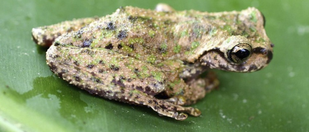 Guatemala Spikethumb Frog