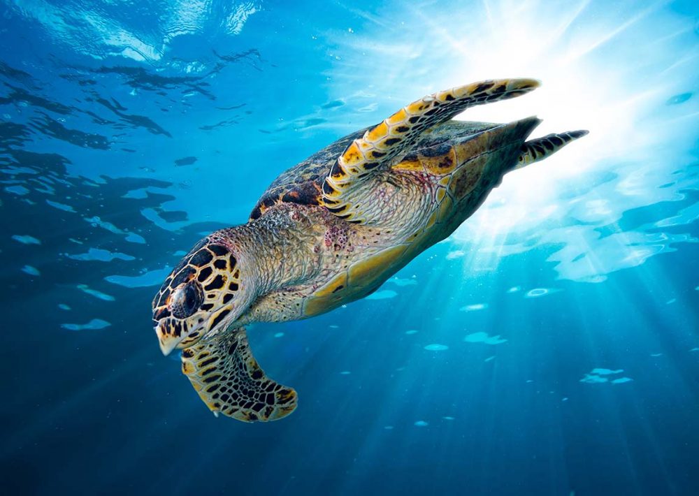 The Critically Endangered Hawksbill Sea Turtle