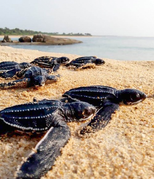 Baby Leatherback Turtles make their way to the water, courtesy of CEM
