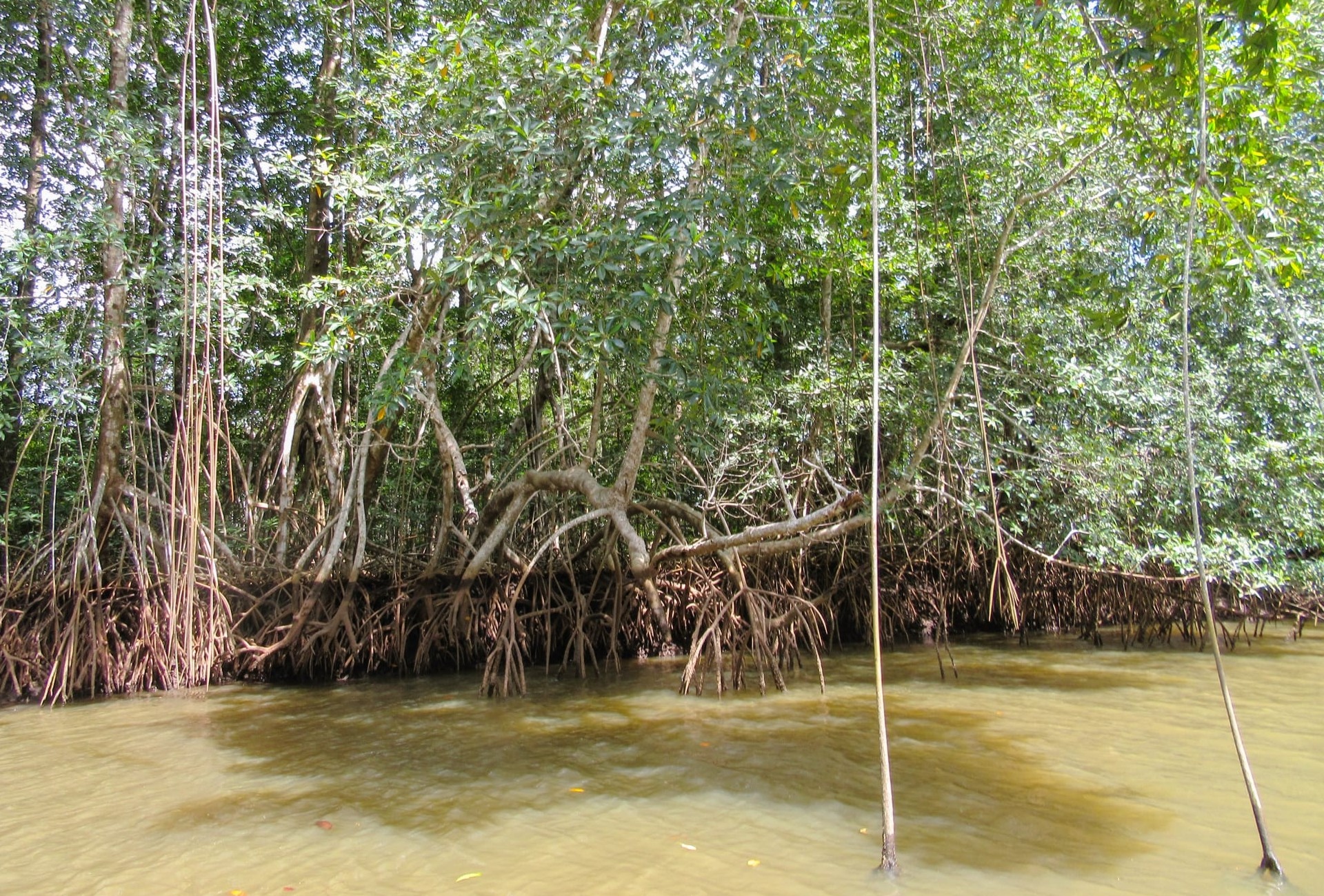 mangroves