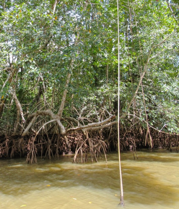 mangroves