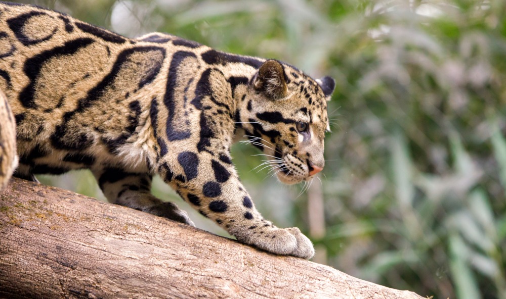 A Clouded Leopard walking on a tree