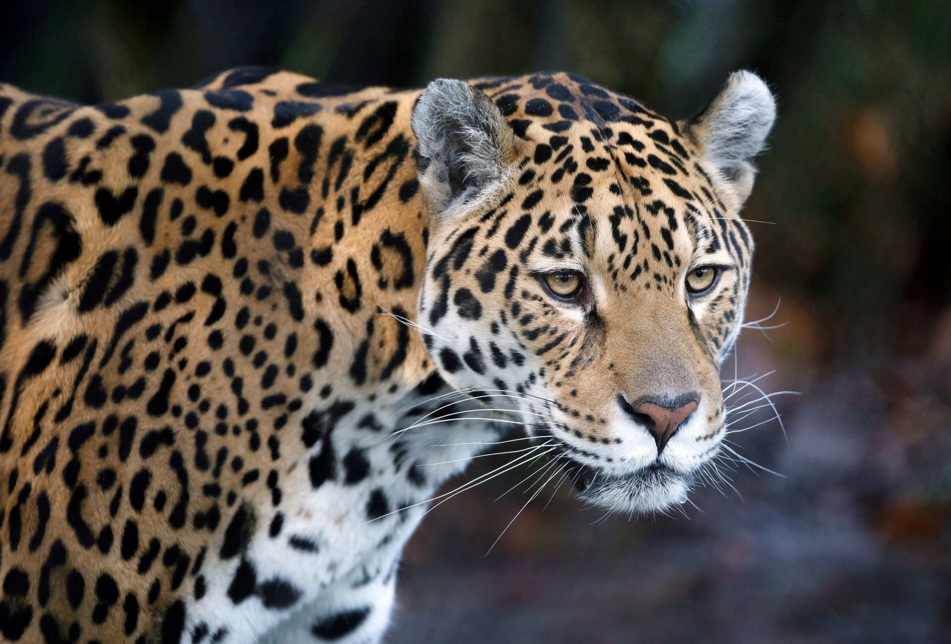 The Jaguar, by Edwin Butter