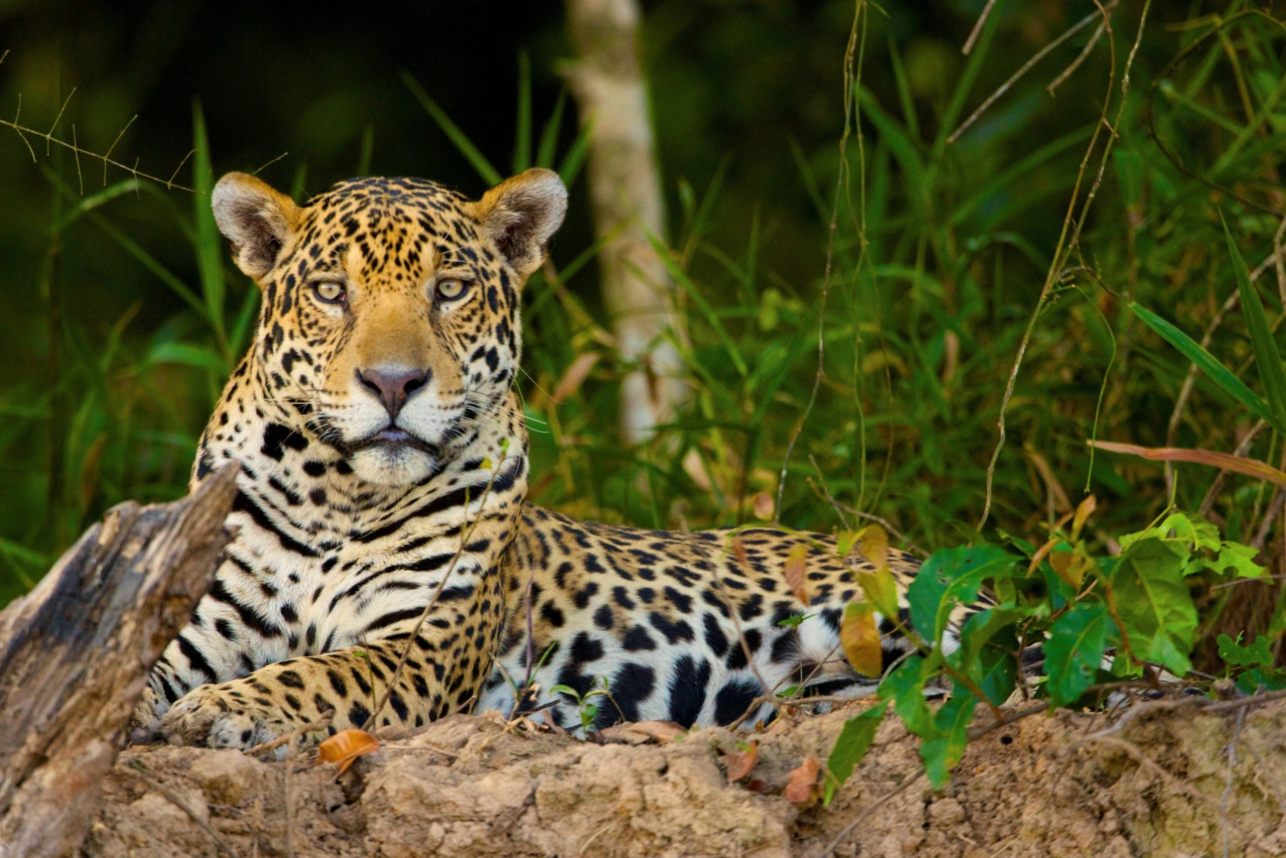 Животный мир мексики. Ягуар в Мексике. Амазонский Ягуар. Ягуар амазонки. Пантанал фауна.