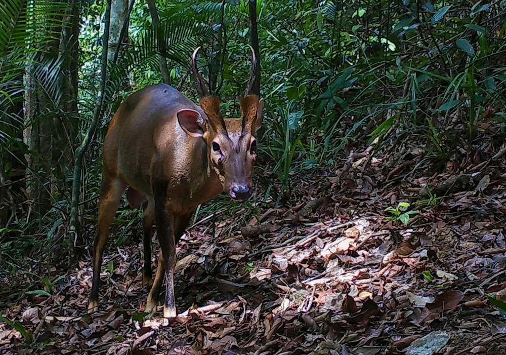 Large-antlered Muntjac inside Khoun Xe Nong Ma National Protected Area © SWG/GoL/LWCA