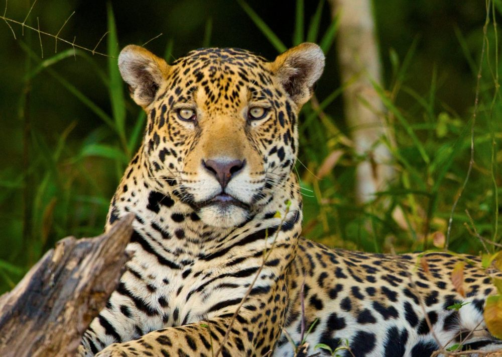 Amazon Rainforest Animals Jaguar