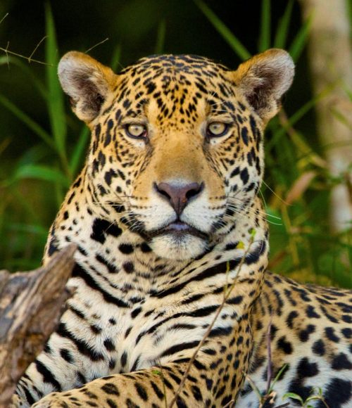 Jaguar