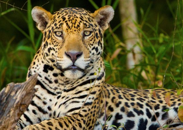 Rainforest Trust Saves Rainforests – Donate Now – Rainforest Trust Rainforest Trust Saves Rainforests – Donate Now – Rainforest Trust