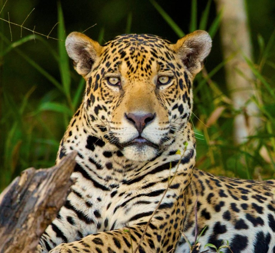 Jaguar