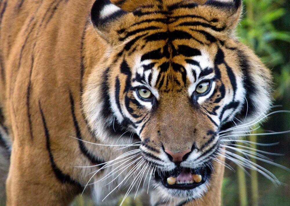 Leuser Sumatran Tiger