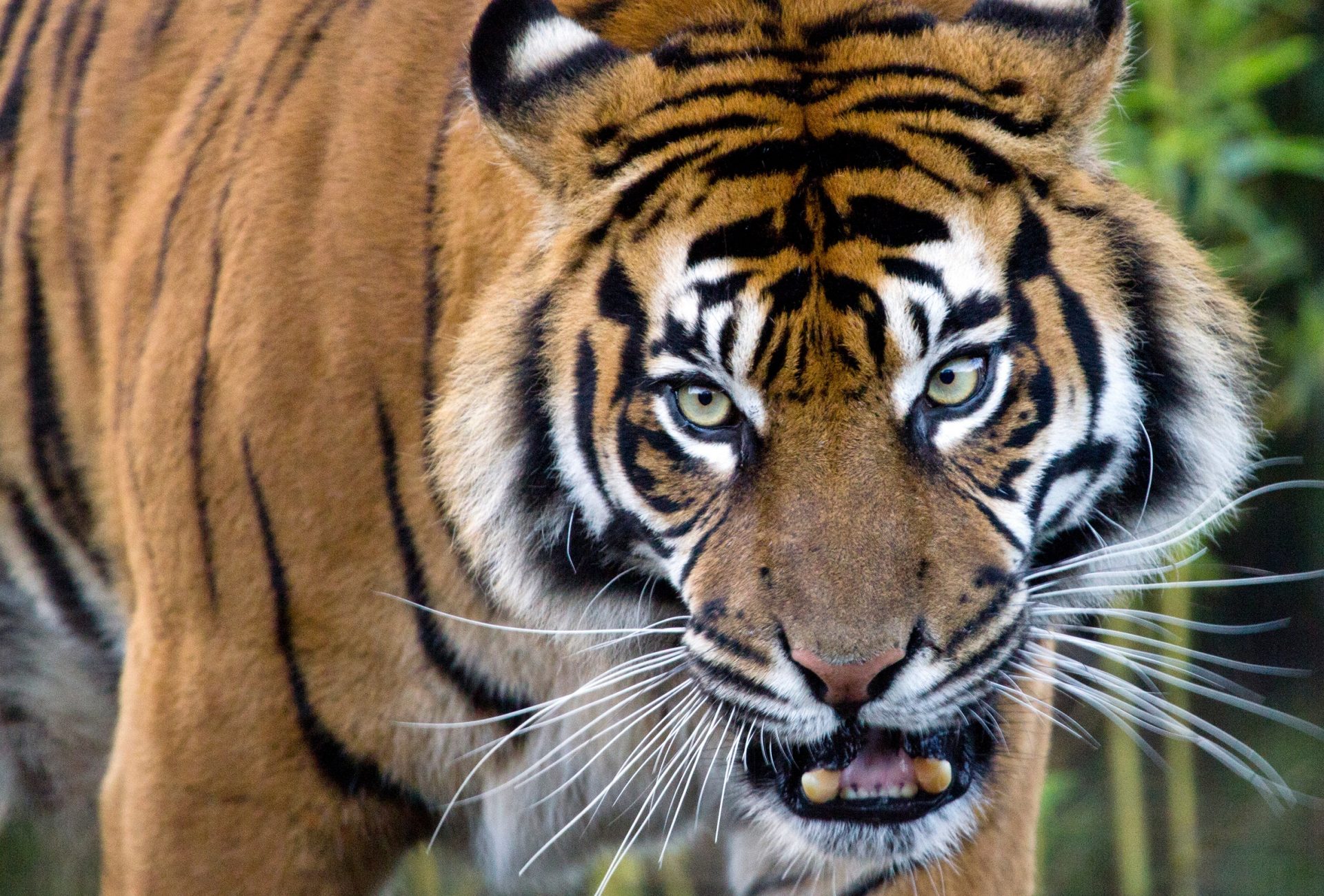 Leuser Sumatran Tiger