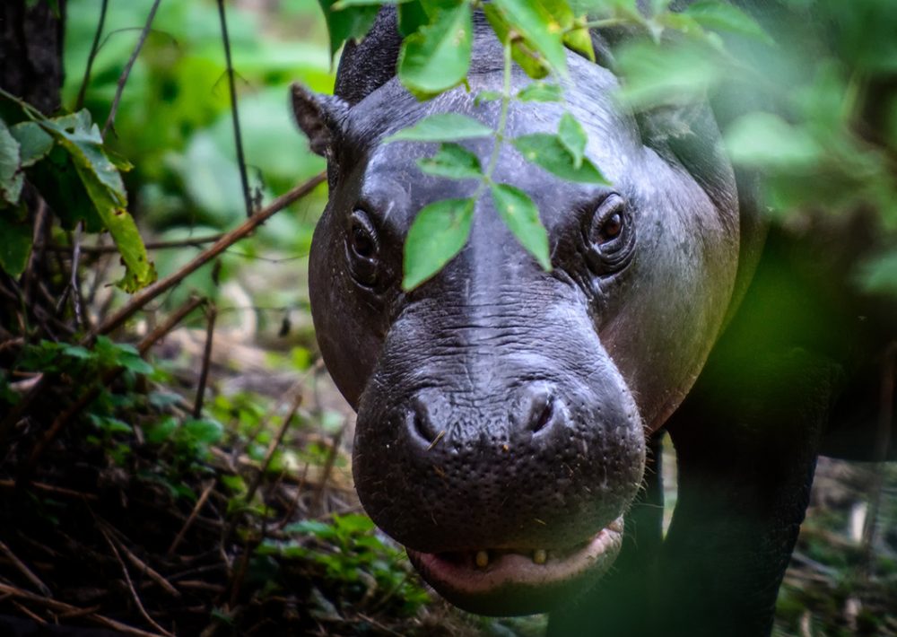 Pygmy Hippopotamus