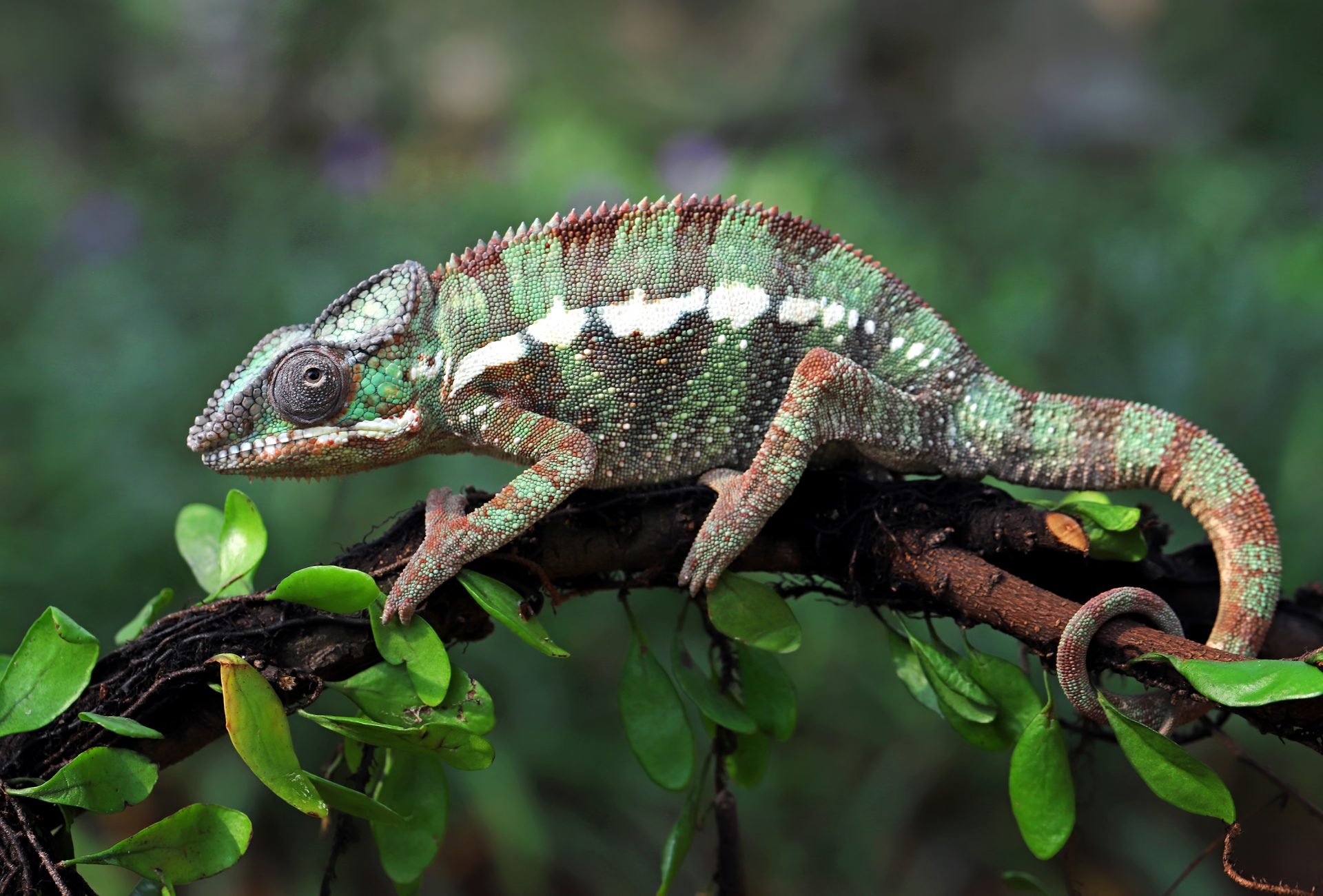 Panther chameleon