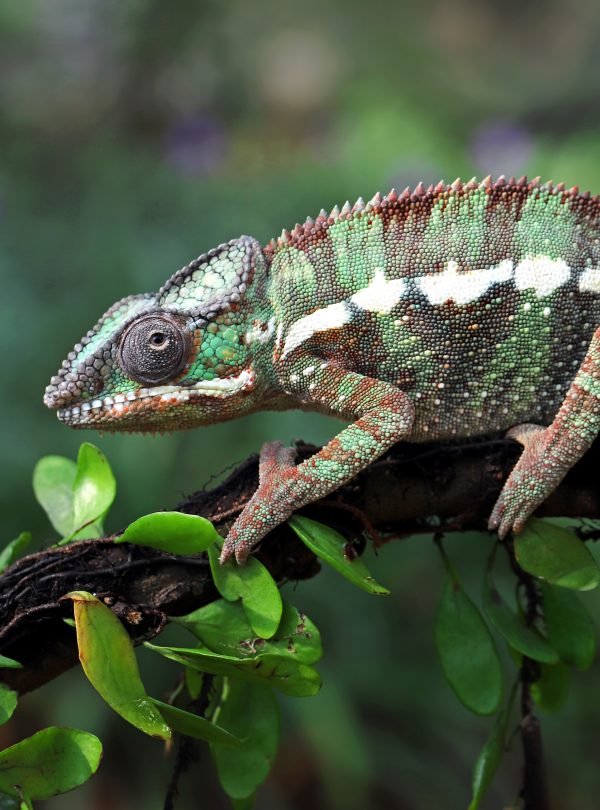 Panther chameleon