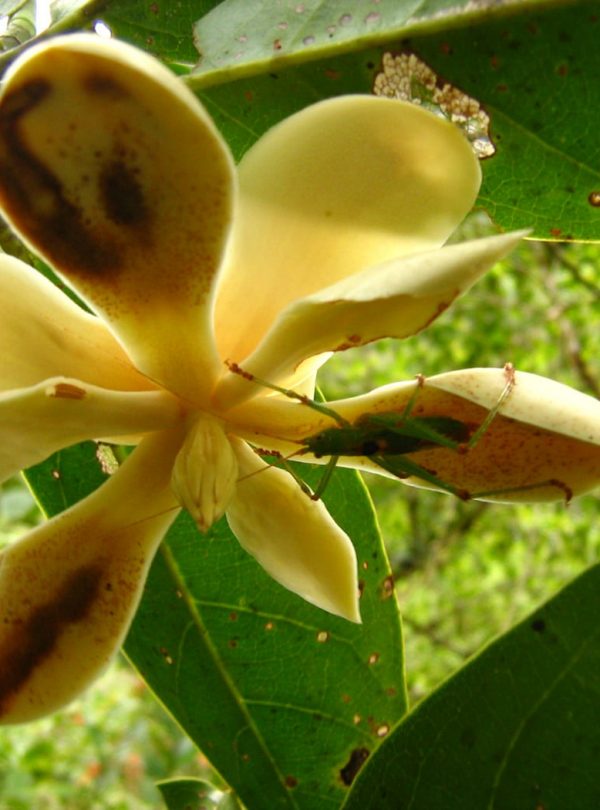Magnolia polyhypsophylla, Selva de Ventanas Natural Reserve