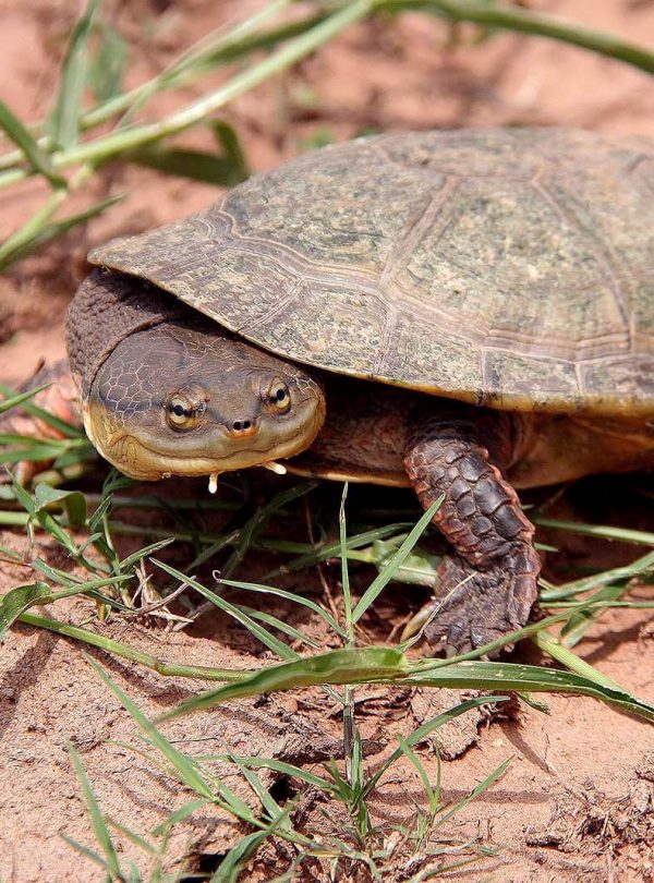 Dahls Toad headed Turtle