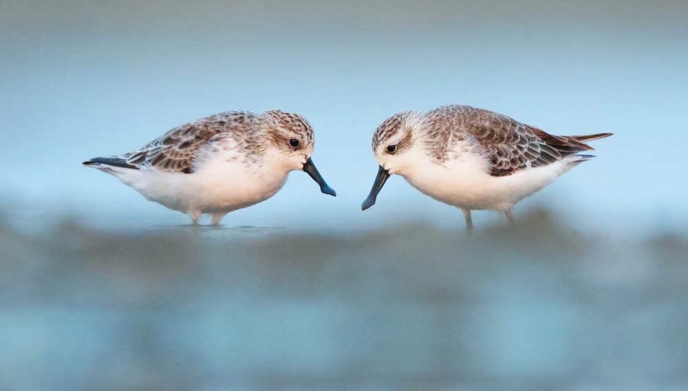 Critically Endangered Spoon-Billed Sandpipers