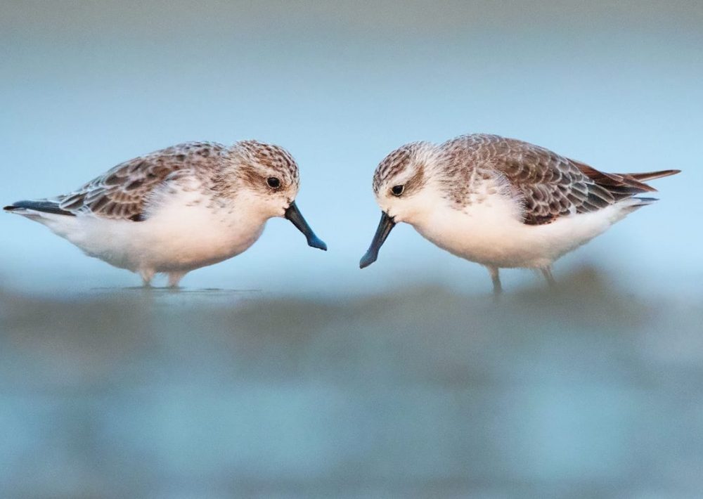Critically Endangered Spoon-Billed Sandpipers