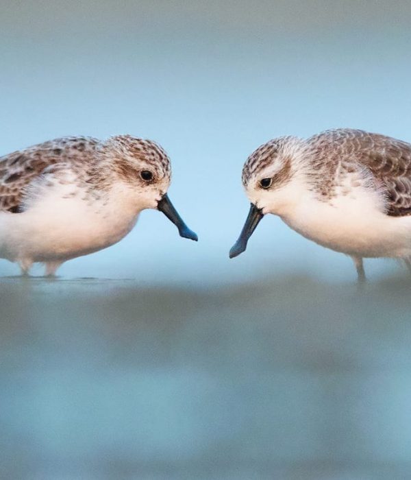 Critically Endangered Spoon-Billed Sandpipers