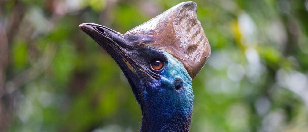 A Cassowary