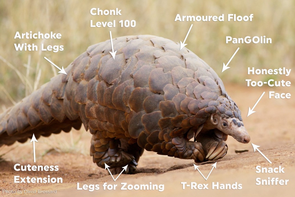 a non-science description of all the cutest parts of the Sunda Pangolin