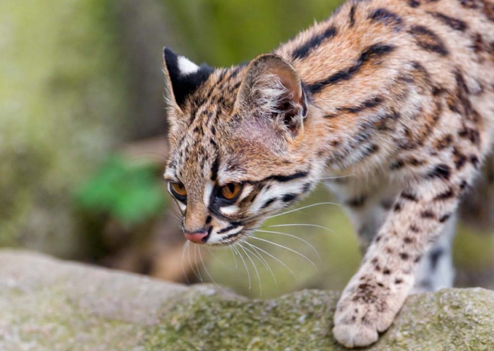 Northern Tiger Cat