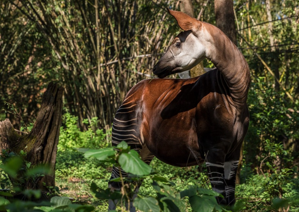 Okapi standing amidst trees