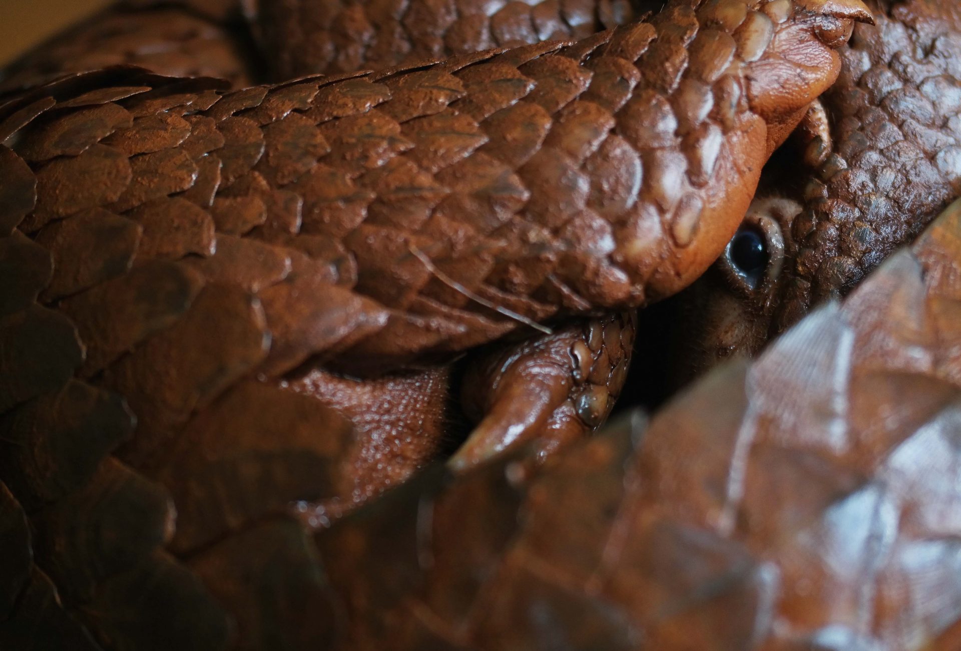 Philippine Pangolin (also known as the Palawan Pangolin)