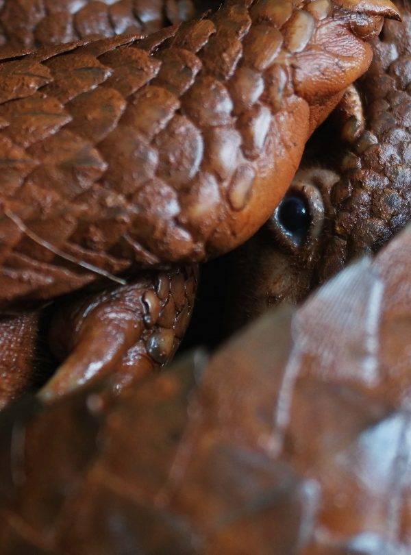 Philippine Pangolin (also known as the Palawan Pangolin)