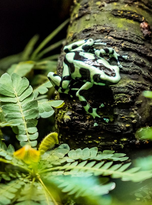 Panama's Harlequin Frog