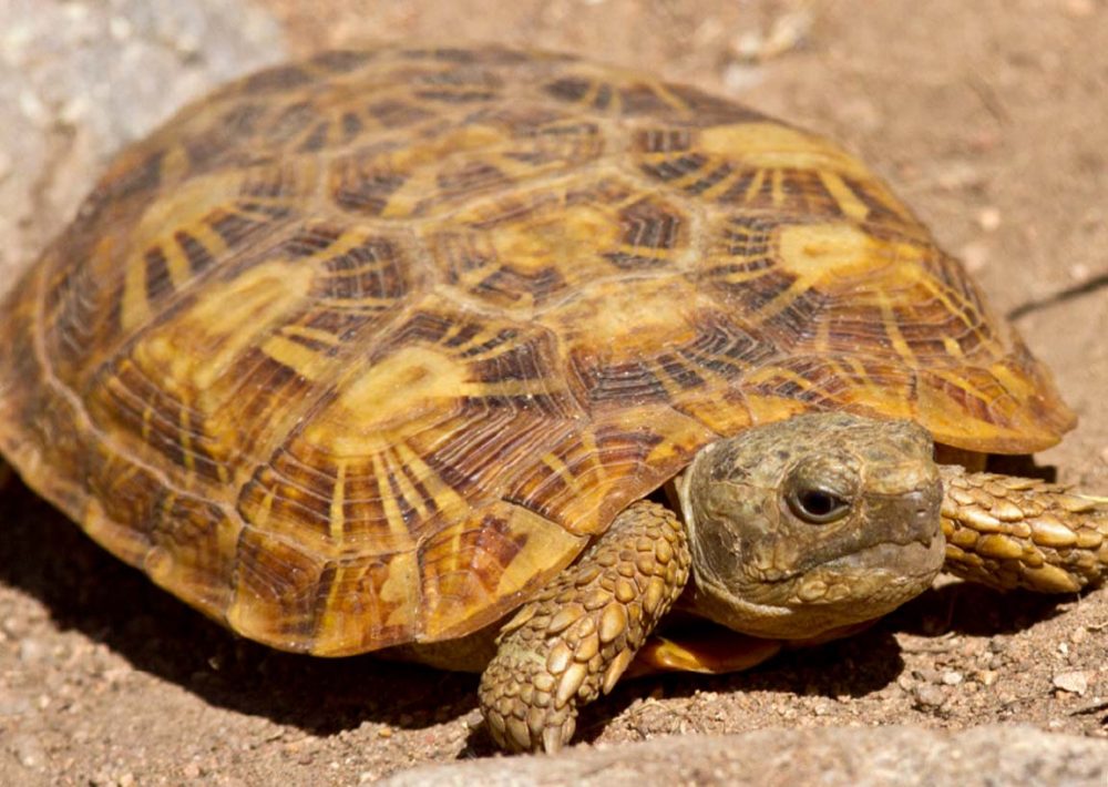 Pancake Tortoise