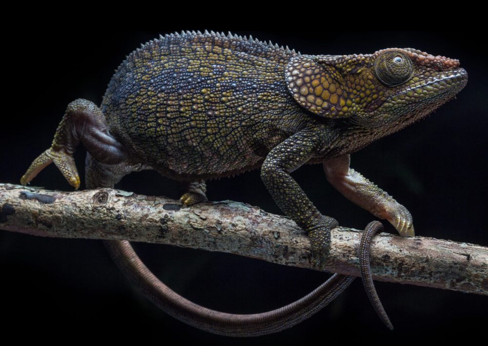 Parsons Chameleon