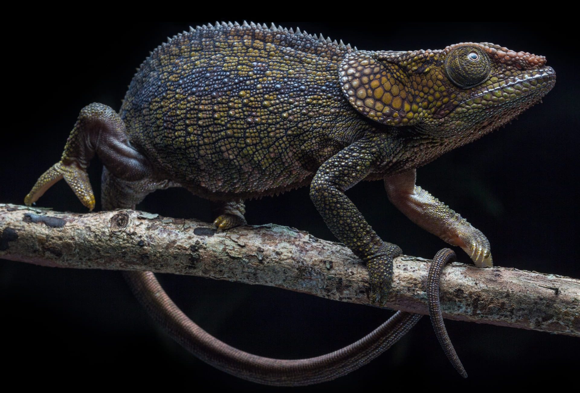 Parsons Chameleon