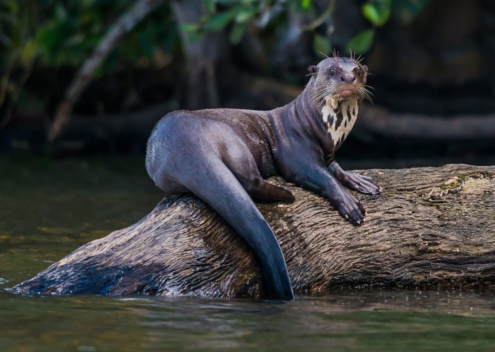 Giant Otter in Peru