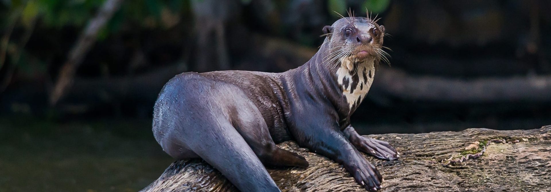 Giant Otter in Peru