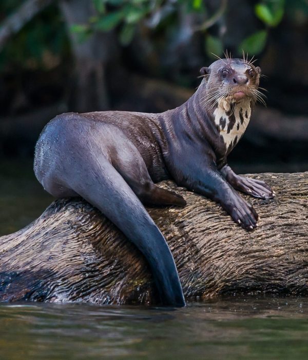 Giant Otter in Peru