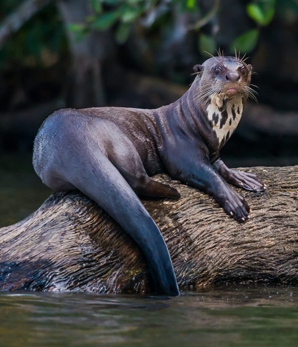 Giant Otter in Peru