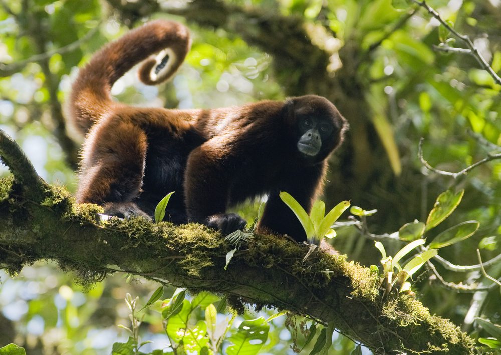 Peruvian Yellow-tailed Woolly Monkey sitting in a tree