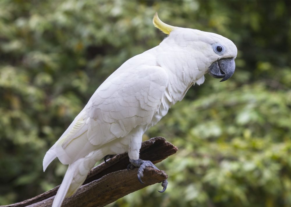 Philippine Cockatoo