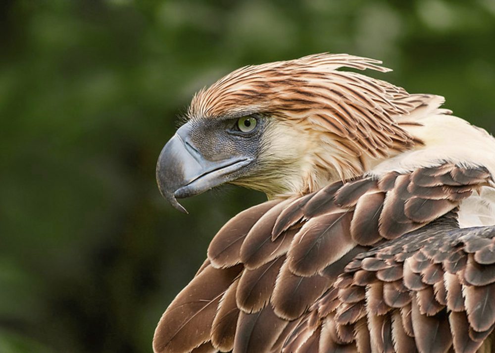 Phillippine Eagle