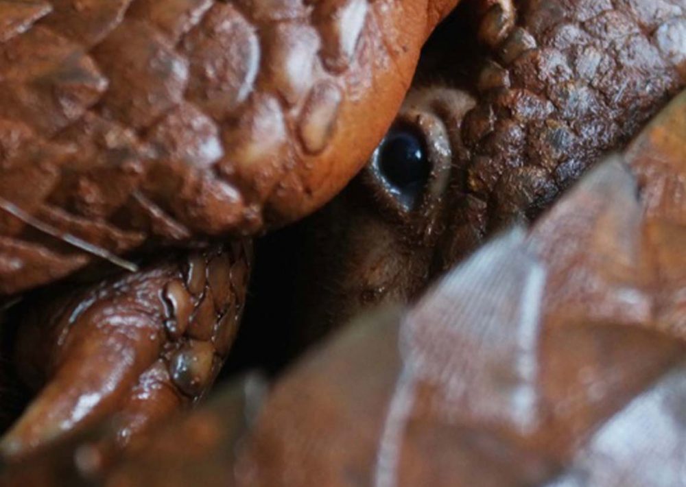 Philippine Pangolin