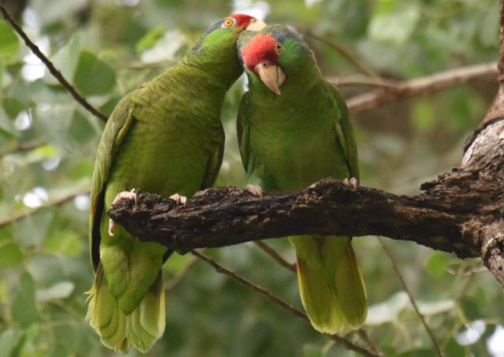 Red-crowned Amazons