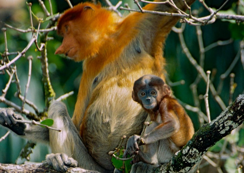 Proboscis Monkey